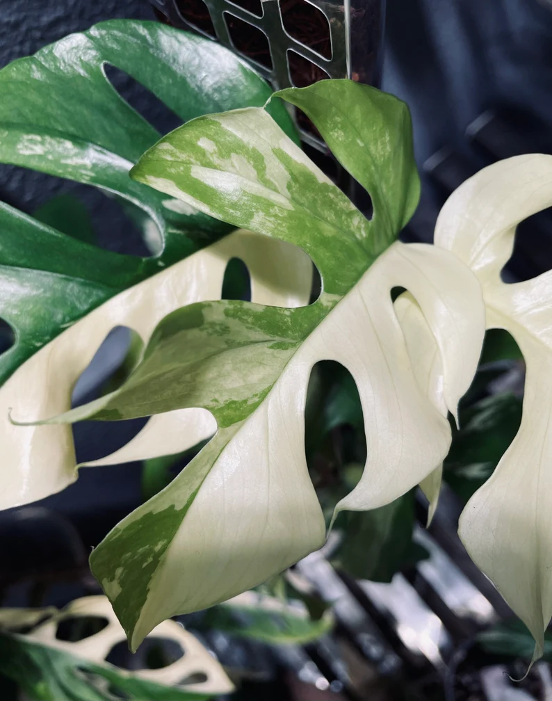 il_794xN.3811866987_eujr (1)