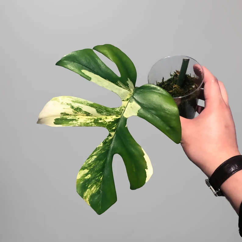 il_794xN.3813927431_hbr5