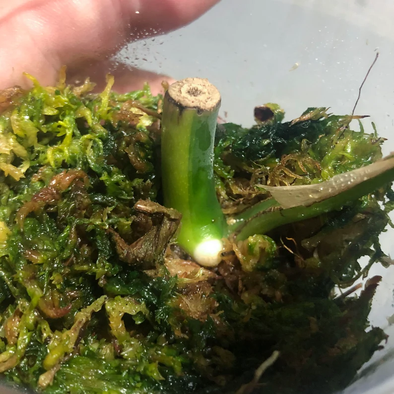 il_794xN.3813930185_ptjj (1)