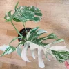 Monstera deliciosa variegated full rooted