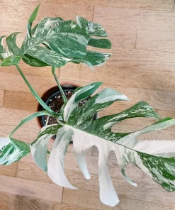 Monstera deliciosa variegated full rooted
