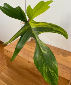 XL Rooted Philodendron Florida Beauty Cutting