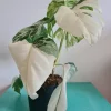 Highly variegated Monstera albo varigata