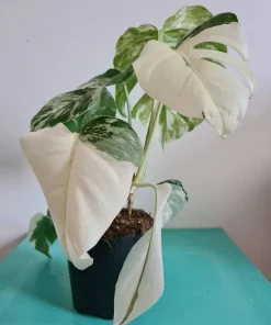 Highly variegated Monstera albo varigata