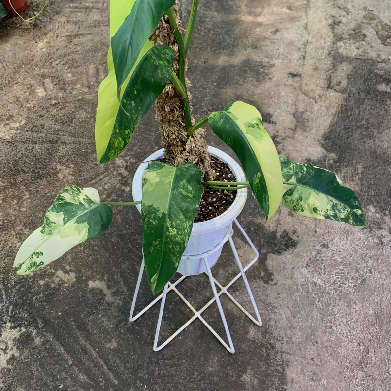 il_794xN.3820808861_qxqz