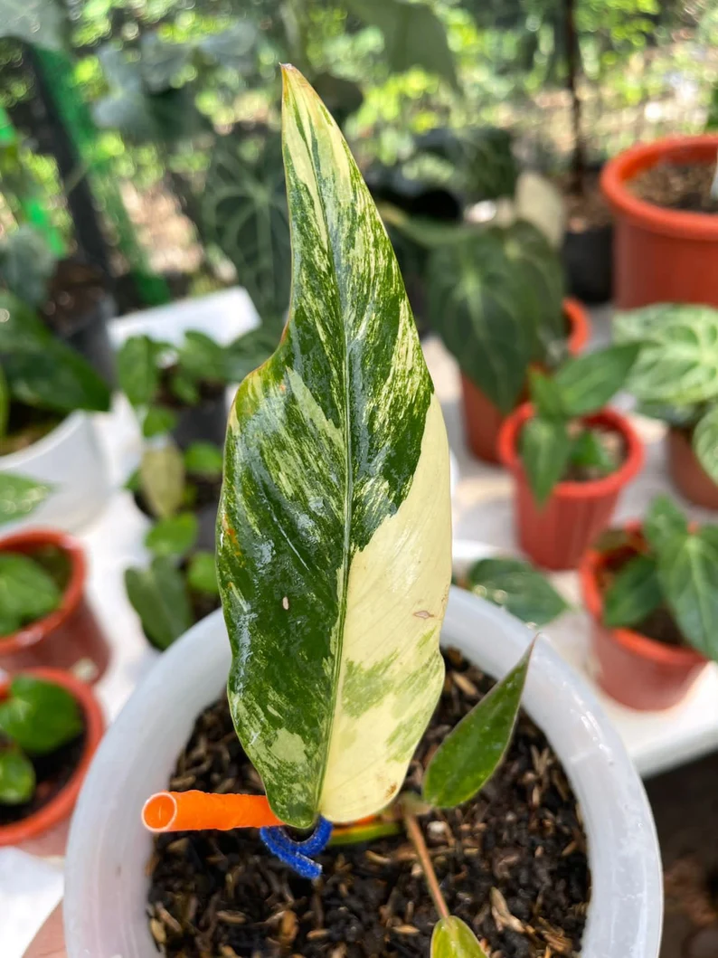 il_794xN.3820928201_mwyd