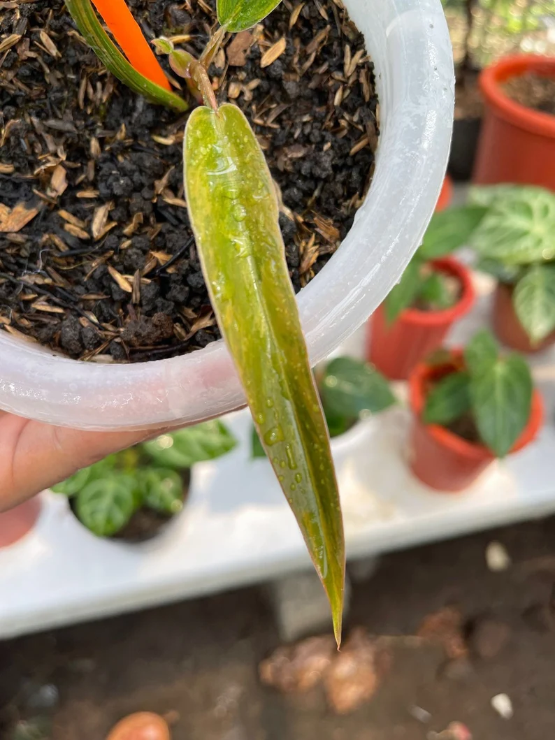 il_794xN.3820928205_jrl3