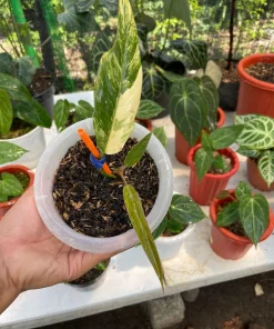 Variegated Philodendron Caramel Marble Free Phytosanitary Certificate