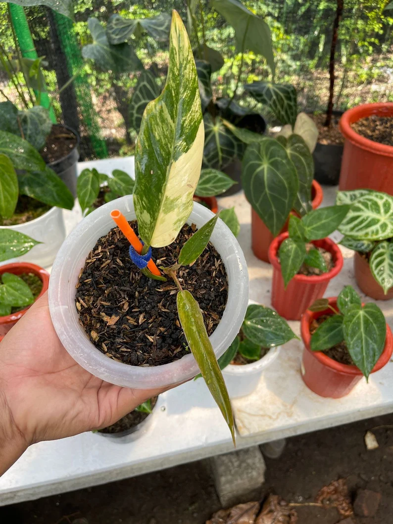 Variegated Philodendron Caramel Marble Free Phytosanitary Certificate Variegated Philodendron Caramel Marble Free Phytosanitary Certificate