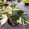 Rare Monstera Mint Deliciosa Borsigiana Variegata