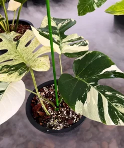 Rare Monstera Mint Deliciosa Borsigiana Variegata