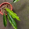 Philodendron Caramel Marble Variegated
