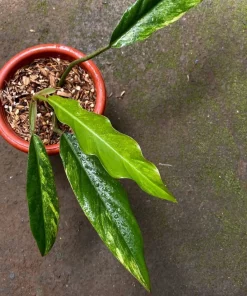 Philodendron Caramel Marble Variegated