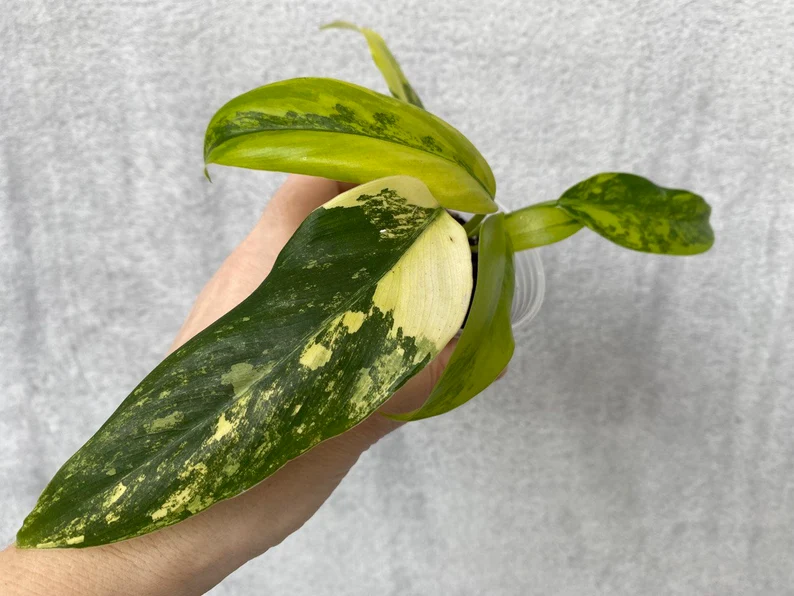 il_794xN.3824686145_qu94