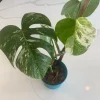 Monstera Albo FULL PLANT