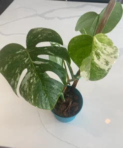Monstera Albo FULL PLANT