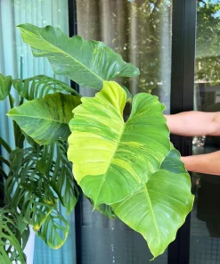 Philodendron Jungle Fever Variegated