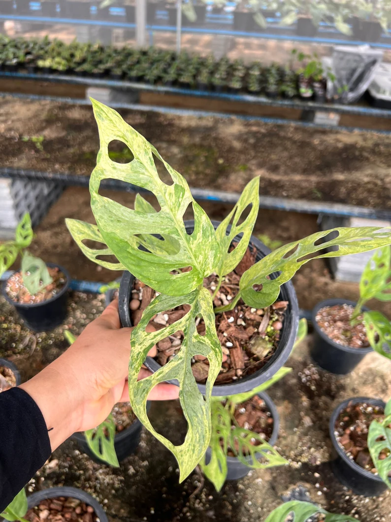 il_794xN.3826439451_3o2o