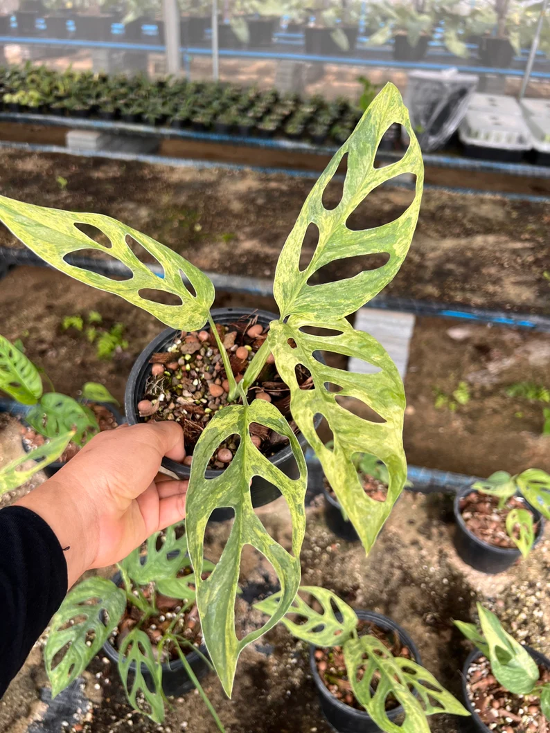 il_794xN.3826439455_j7xl