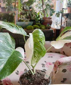 half moon monstera Albo borsiagina