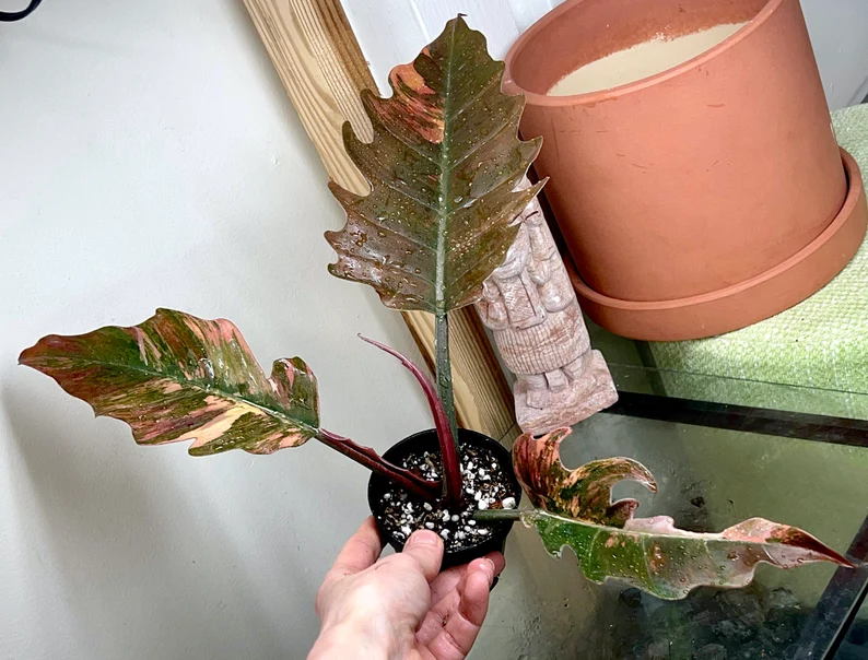 il_794xN.3827323245_pu6c