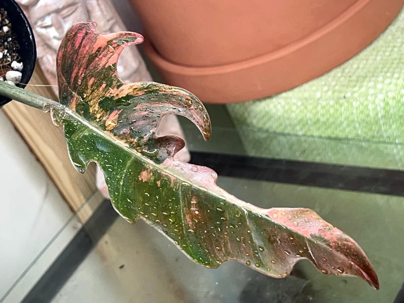 il_794xN.3827323577_qqge