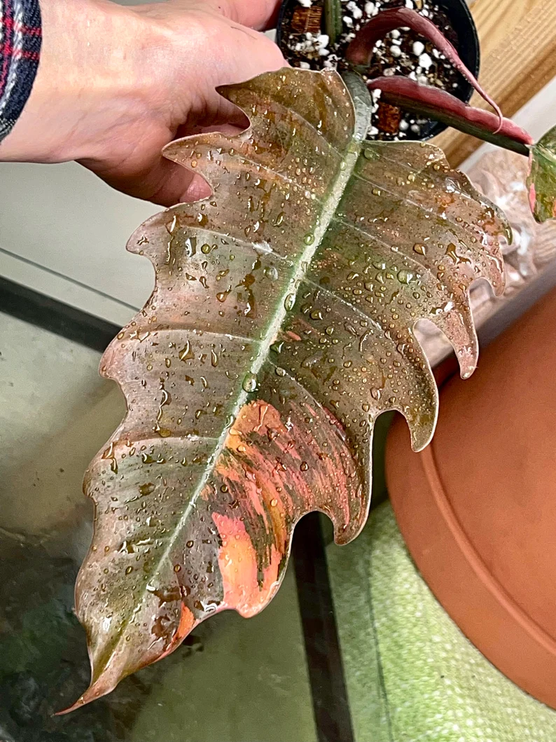 il_794xN.3827323581_rnbh