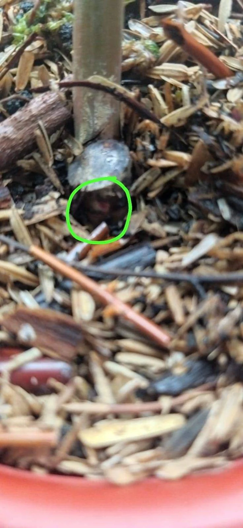 Philodendron Caramel Marble Variegated Philodendron Caramel Marble Variegated