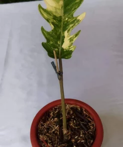 Philodendron Caramel Marble Variegated