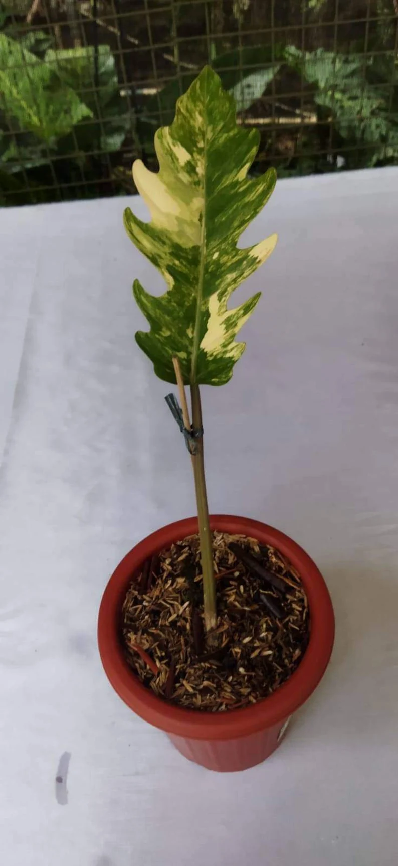 il_794xN.3827912445_6bhq