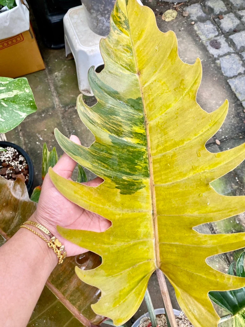 il_794xN.3830187041_gvkj