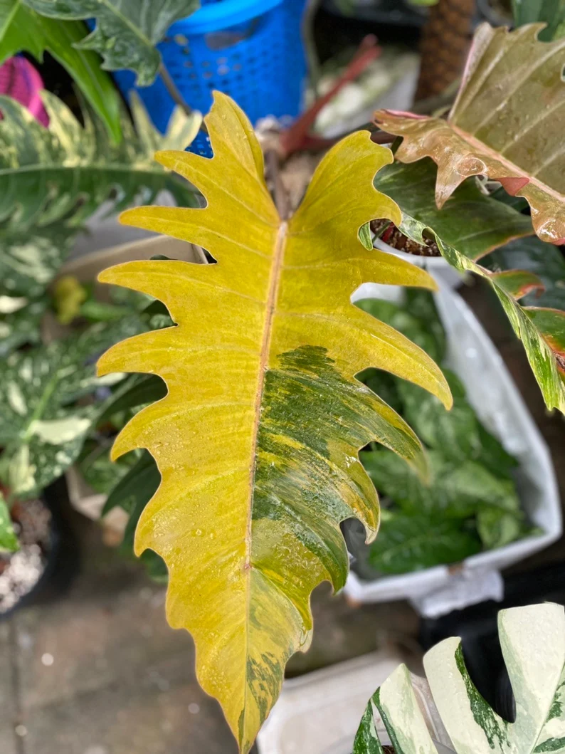 il_794xN.3830187095_m827