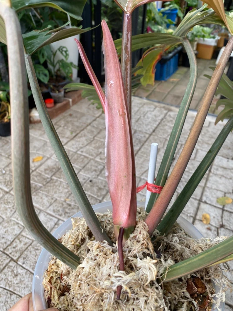 il_794xN.3830187105_hlxf