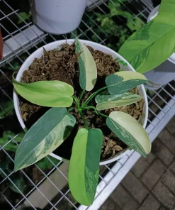 Philodendron Bipennifolium Violin variegated