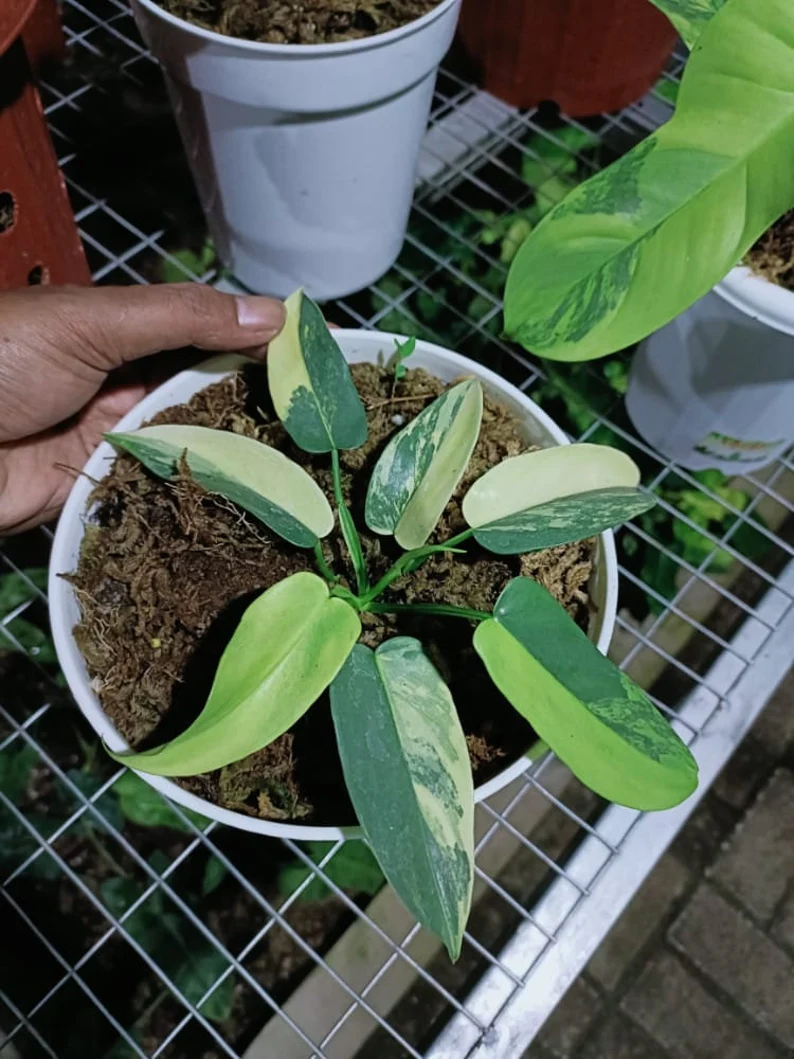 il_794xN.3833187297_32lt