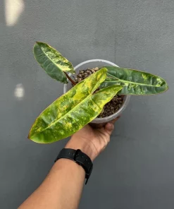 billietiae philodendron