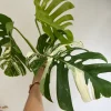 Variegated Monstera Deliciosa Albo Borsigiana