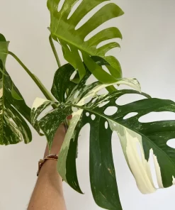 Variegated Monstera Deliciosa Albo Borsigiana