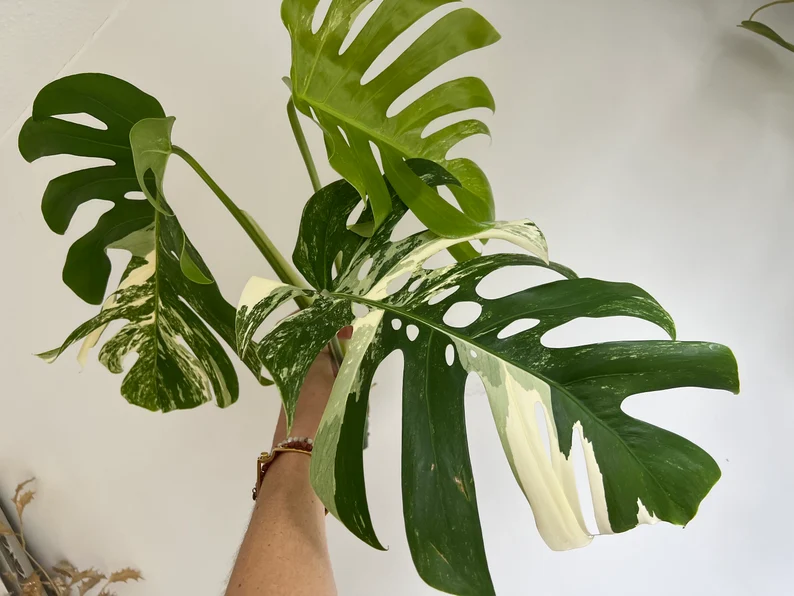 Variegated Monstera Deliciosa Albo Borsigiana Variegated Monstera Deliciosa Albo Borsigiana