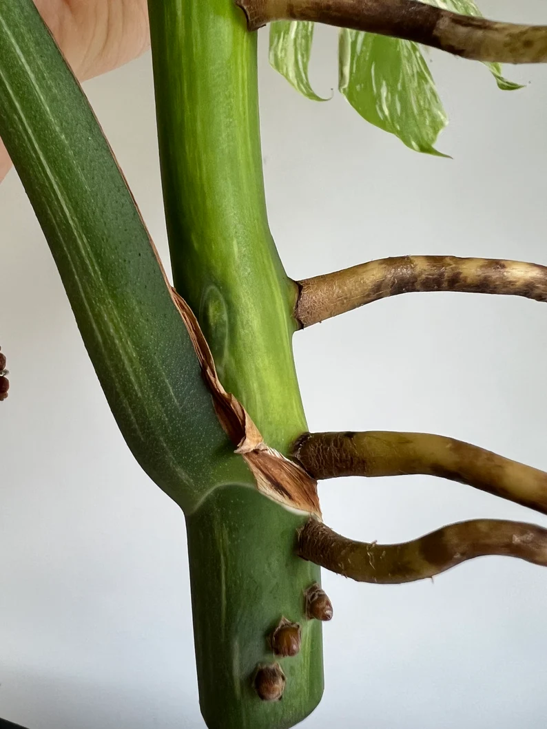 il_794xN.3837723493_danm