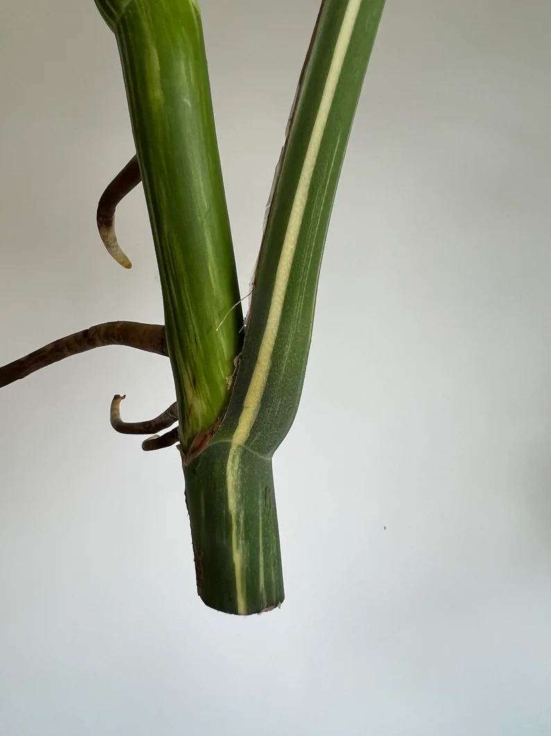 il_794xN.3837723663_4q69