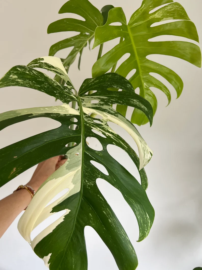 il_794xN.3837723693_4yzi