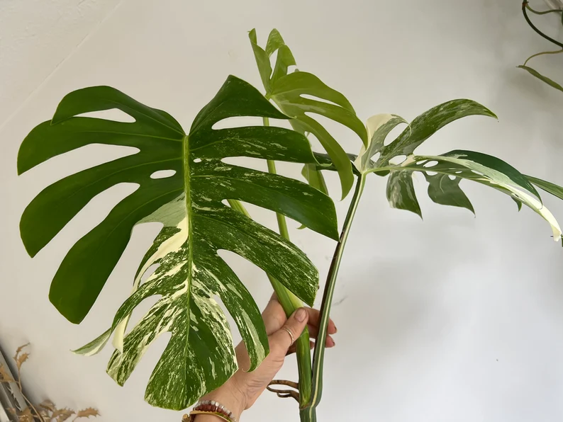 il_794xN.3837723767_1p28