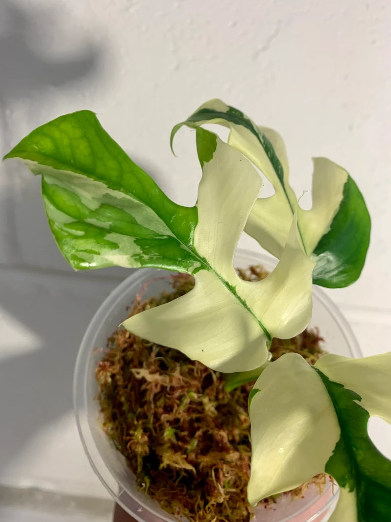 il_794xN.3838708939_2yvr