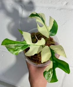 Variegated Rhaphidophora Tetrasperma Paragon Albo