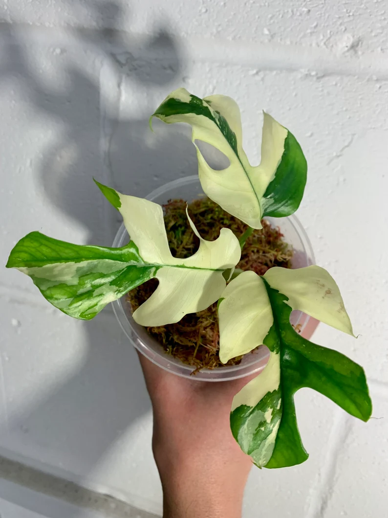 Variegated Rhaphidophora Tetrasperma Paragon Albo Variegated Rhaphidophora Tetrasperma Paragon Albo