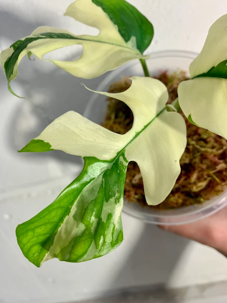 il_794xN.3838708953_3jw1