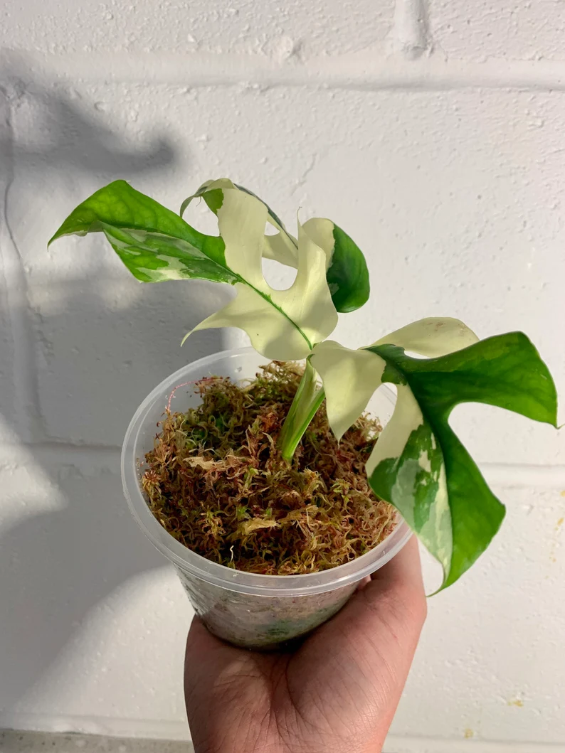 il_794xN.3838709055_q9si