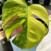 Monstera AUREA Variegated Borsigiana Live Plant Fully Rooted