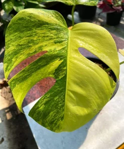 Monstera AUREA Variegated Borsigiana Live Plant Fully Rooted